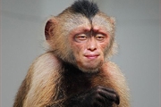 PS换脸术之蒙版给猴子换张人脸