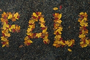 Photoshop制作非常有趣的秋季树叶字