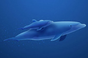 如何依据实物图在PS里制作出可爱的卡通海豚