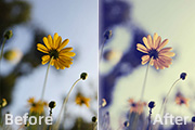 利用纯色图层快速打造中性蓝黄色花朵图片